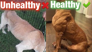 Healthy Weight for Dogs! Is your dog UNDER FED??