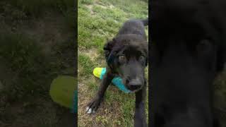 Video preview image #1 Pyrenees Husky Puppy For Sale in Cookeville, TN, USA
