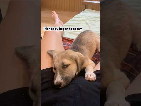 The first signs of neurological #distemper in Nipa 😔 #rescuepuppies #distempersurvivor #siargao