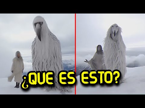 The White Birds of Antarctica | Opium Birds the Truth