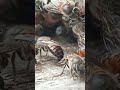 venom loaded