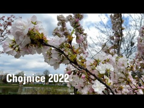 Chojnice 2022