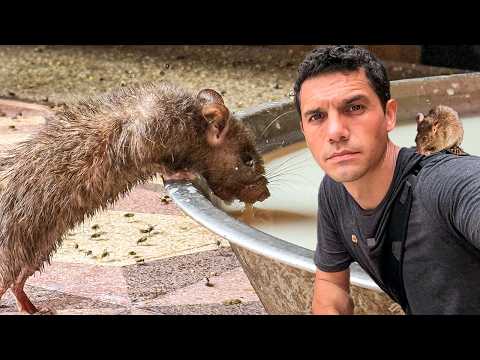 The Temple of Rats: Sacred or Grotesque? 🇮🇳
