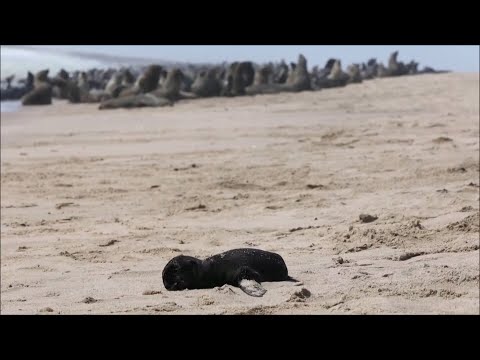Namibia: More than 7,000 dead seals found along coast, according to NGO