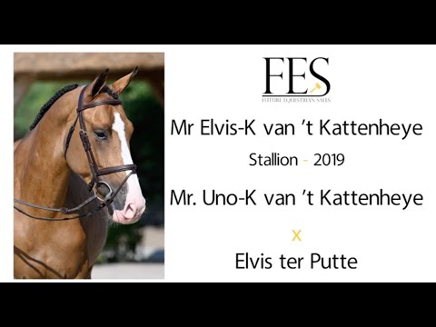 Mr Elvis-K van 't Kattenheye