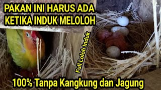 Download lagu ADDITIONAL FOOD FOR LOVEBIRDS AFTER HATCHING THAT BEGINNER BREEDERS MUST KNOW mp3