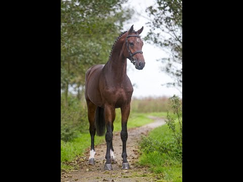 Comthago (Comme Il Faut x Carthago Z) winning the 1.40m class in Opglabeek with Marlon Zanotelli