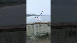 Epic Waves in 4K Slow-Mo! Pacifica Pier, California Galaxy Fold 7 Slow Mo Test #Travel #Fold7
