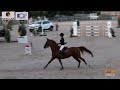 Cheval de concours - Hongre 10 ans 1m66 Expérience 135