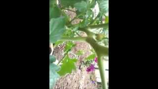 Azomite Difference for Tomato Plant Growth