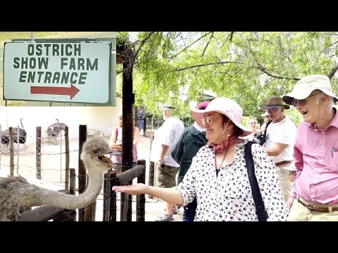 Fazenda de exposição de avestruzes em Oudtshoorn, África do Sul. Janeiro de 2023. HD.
