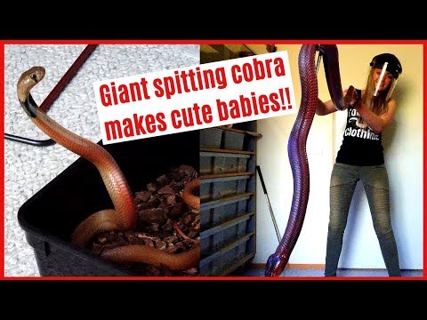 GIANT SPITTING COBRA MAKES CUTE BABIES!!
