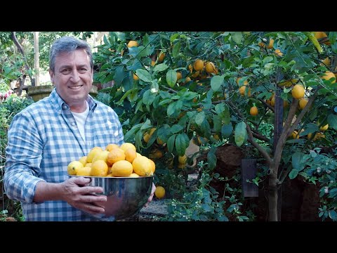 The Garden Gurus - Citrus Care 101