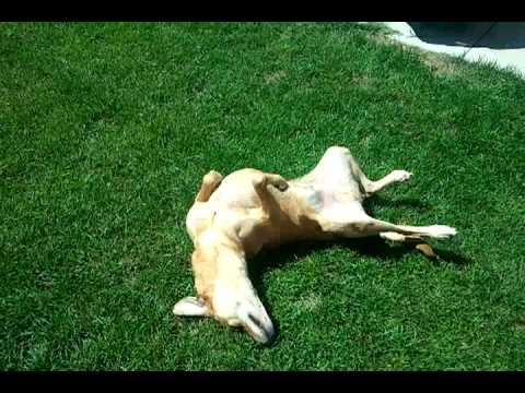 Chewie and Bailey enjoying nice weather