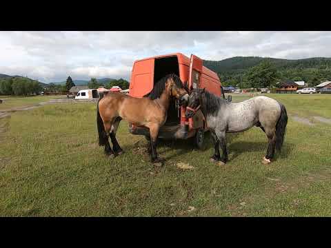 Caii lui Rusu Daniel de la Voitinel