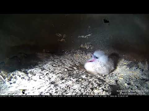 White-tailed Tropicbird Chick Stretches Out – May 18, 2020