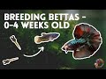 Breeding Bettas | 0 to 4 weeks old