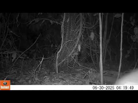 Tatu-canastra (Priodontes maximus) - monitoramento de fauna no Cerrado de Água Clara, MS