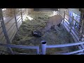 Diego Zoo Safari Park By Earth Animal Planet Channel