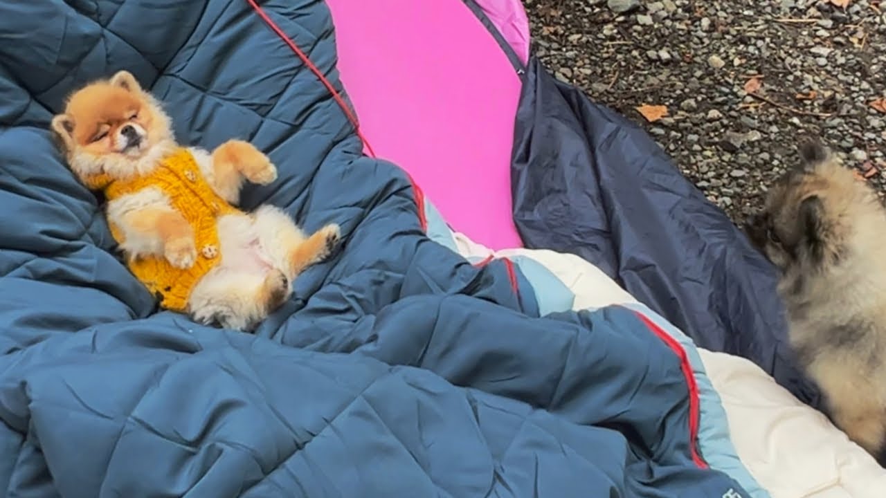 初キャンプに浮かれすぎてとんでもない行動にでる犬