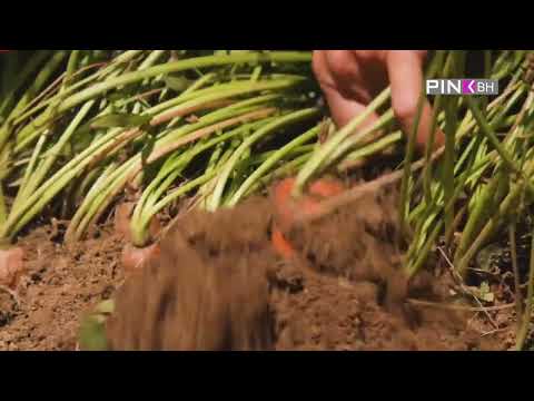 Putujmo Pričajmo Pjevajmo - Najava emisije Saša Žderić, Anđela Petrušić i Hajdučke Vode!(14.10.2023)