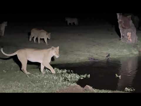 Lions stand off with hippo and almost catch a crocodile
