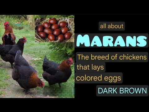 Marans chickens — dark brown egg layer