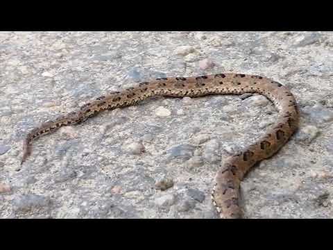 Protobothrops Mucrosquamatus