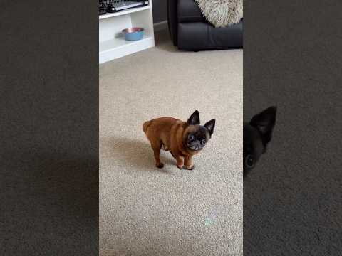 Am I Extra?..Or Are You Basic? 🤔 Cute Doggy Has Something Very Valid To Say 🐶 #cuteness #baby