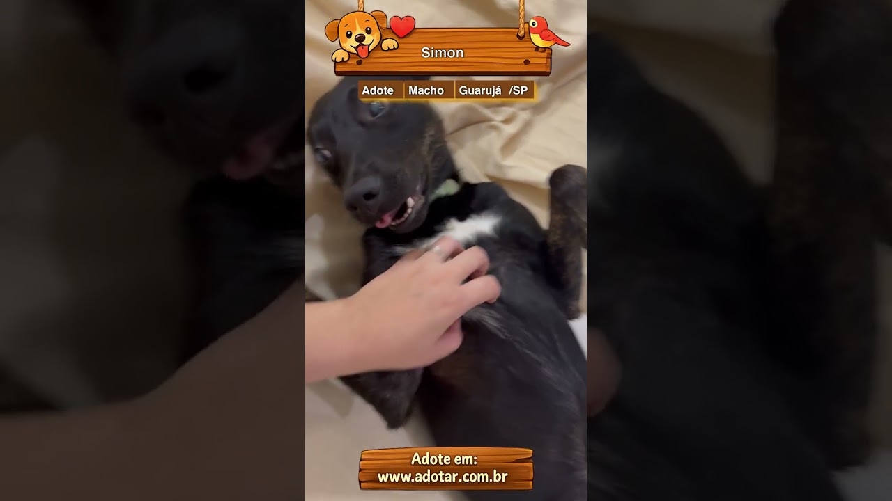 Cachorro raça SRD-ViraLata idade 2 anos nome Simon