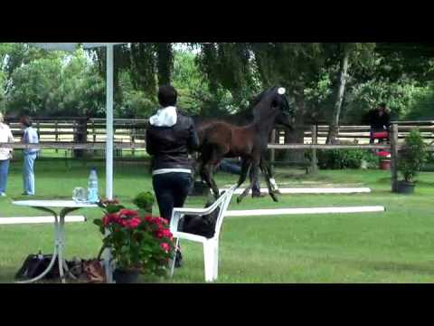 Sudweyher Fohlenschau 2016 - Kat.-Nr. 03