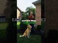 Easy Dog Tricks For Beginners