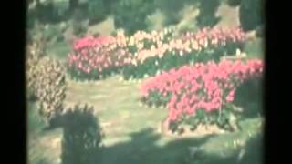 The Shivers - Beauty (video)