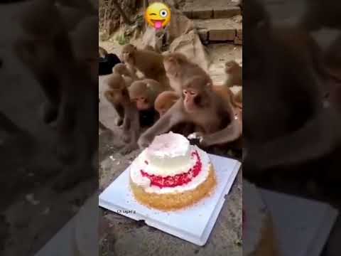 Monkey birthday party cake cutting. Cake prank funny try not to laugh