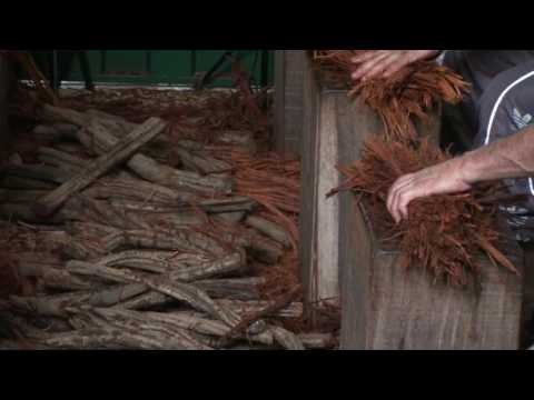 4ª BATEÇÃO - FLOR DE JAGUBE - FEITIO MAIO 16