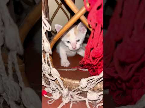 Happy birthday momo ❤️                                           #meow #cat #shorts #trending