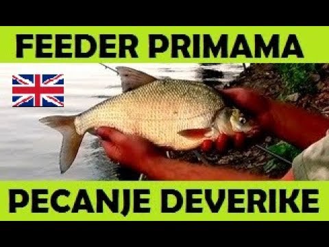 FEEDER FISHING FOR BREAM