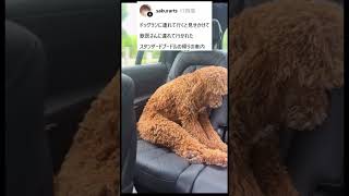 ドッグランかと思ったのに……