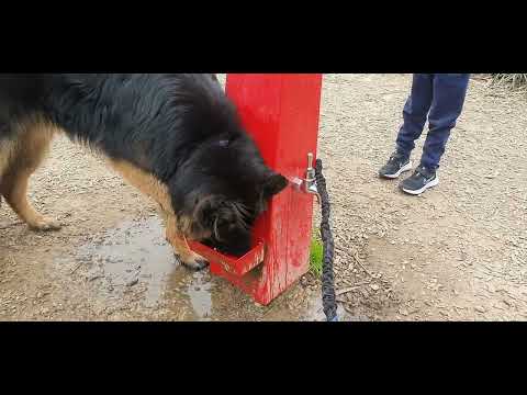 my german shepherd puppy has obsessive compulsive disorder OCD