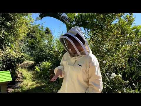 Live Flow Hive split - with Cedar & Mira