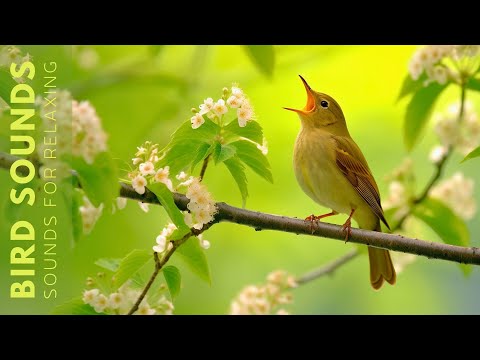 Birds Singing - The Song of the Common Nightingale, Listen to the Sounds of Nature ASMR
