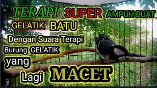 Download lagu Terapi burung gelatik macet bunyi dengan suara super ini ampuh atasi burung macet bunyi mp3