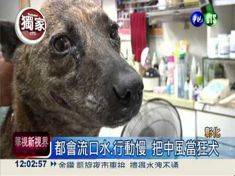 顫抖又流口水 中風狗被當狂犬!