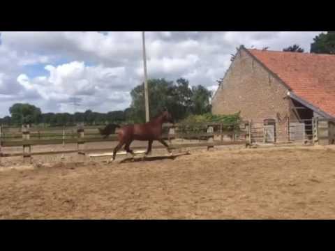 Van Gogh X Fedor 3yo mare(Sold UK)