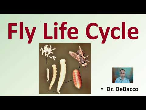 フライのライフサイクル