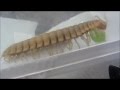The Hunger Games In A Bugs Life