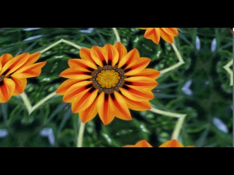 Flower  Kaleidoscope HD