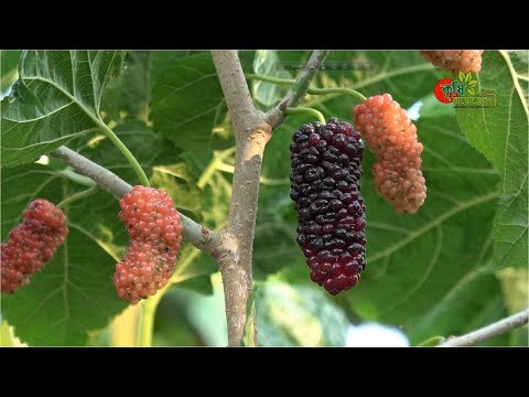 মালবেরি(mulberry) ফল চাষ বাংলাদেশে: পুষ্টির পাওয়ার হাউস