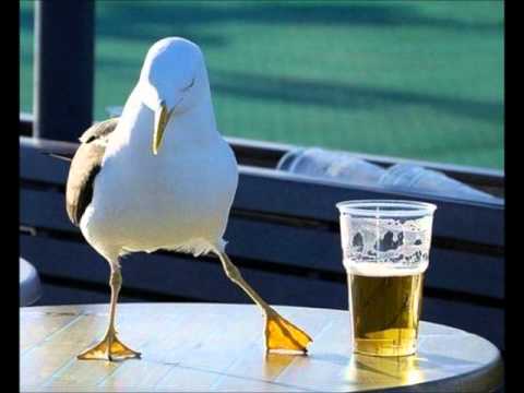 Läskit Lokit - Myö Ollaan Haittalintuja