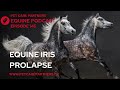 EP 145 Iris Prolapse In Horses Causes Signs Treatment Pet Care Partners